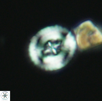 Helenea acuminata 2651