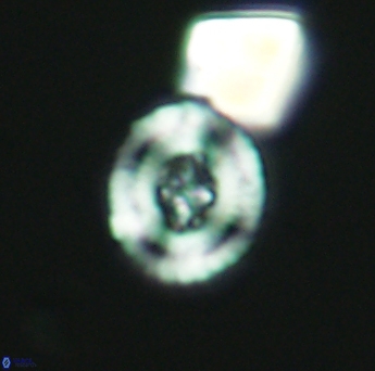 Helenea acuminata 2652