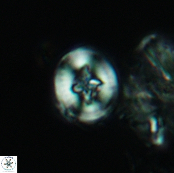Helenea acuminata 3527