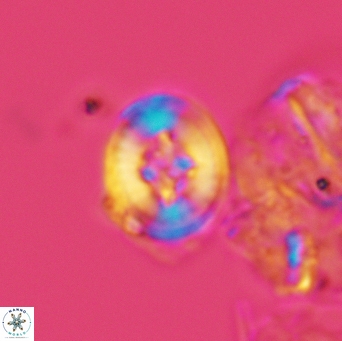 Helenea acuminata 3528