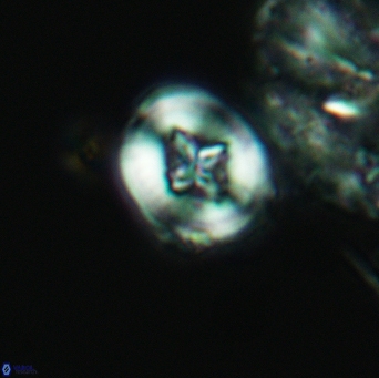 Helenea acuminata 3530