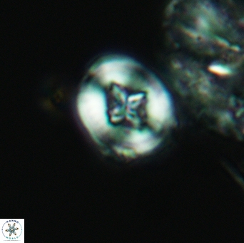 Helenea acuminata 3530