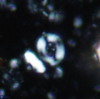 Helenea cf acuminata 1284