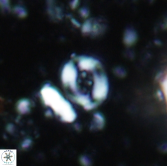 Helenea cf acuminata 1284