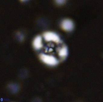 Helenea chiastia 42549