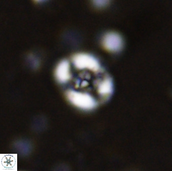 Helenea chiastia 42549