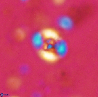 Helenea chiastia 42550