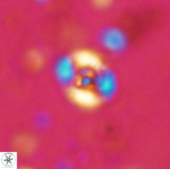 Helenea chiastia 42550