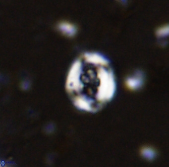 Helenea chiastia 42551