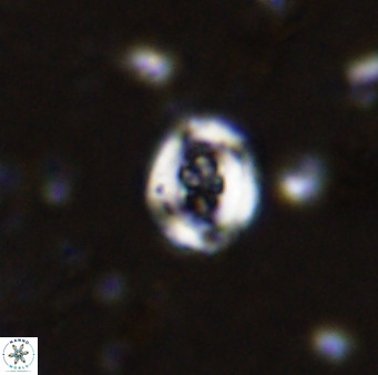 Helenea chiastia 42551