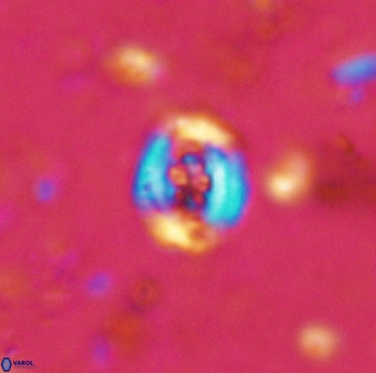 Helenea chiastia 42552