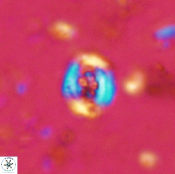 Helenea chiastia 42552