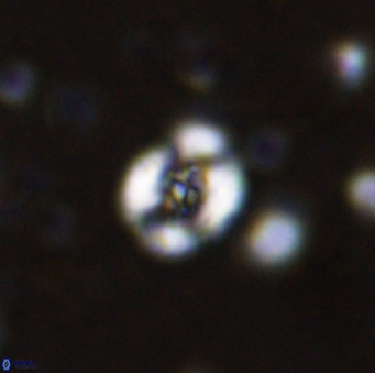 Helenea chiastia 42553