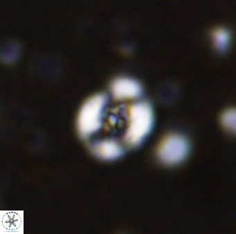 Helenea chiastia 42553