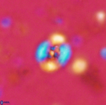 Helenea chiastia 42554