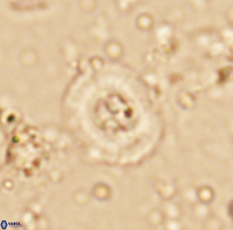 Helenea staurolithina 13427