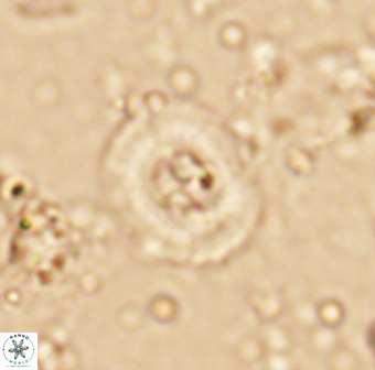 Helenea staurolithina 13427