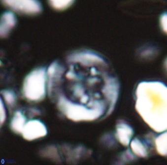 Helenea dikrorhethe 13328