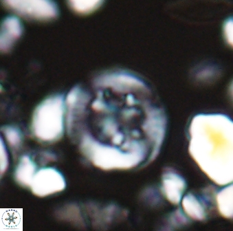 Helenea dikrorhethe 13328