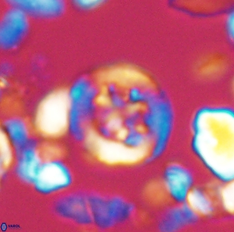 Helenea dikrorhethe 13329