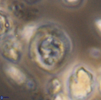 Helenea dikrorhethe 13336