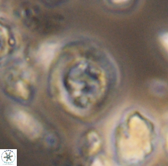 Helenea dikrorhethe 13336