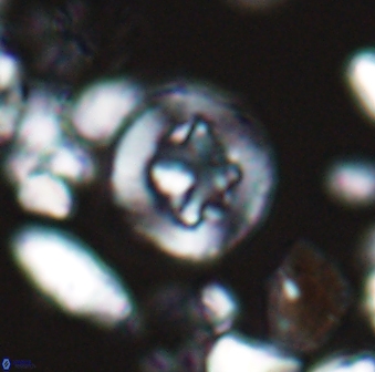 Helenea dikrorhethe 13330