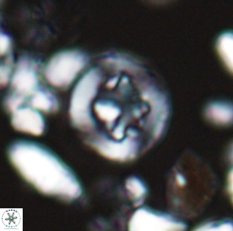 Helenea dikrorhethe 13330