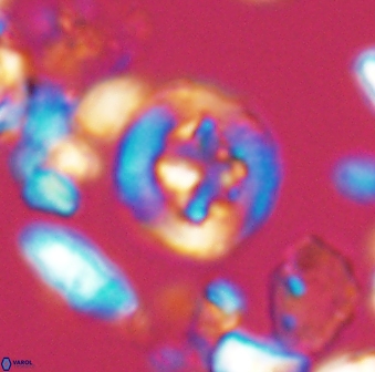 Helenea dikrorhethe 13331