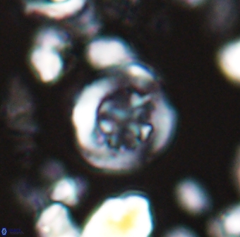 Helenea dikrorhethe 13332