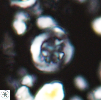 Helenea dikrorhethe 13332