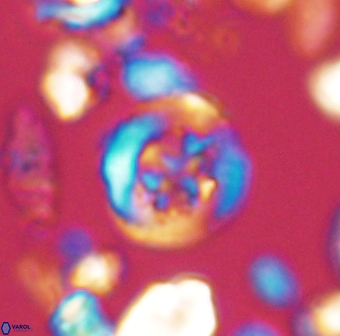 Helenea dikrorhethe 13333