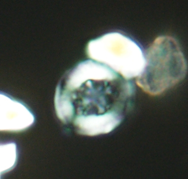 Helenea dikrorhethe 2900