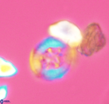 Helenea dikrorhethe 2901