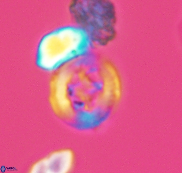 Helenea dikrorhethe 2902