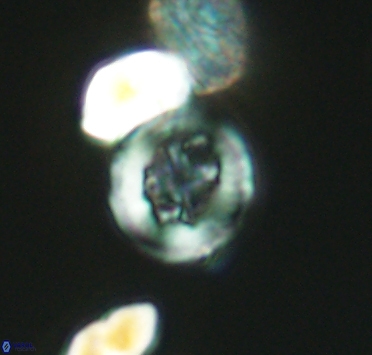 Helenea dikrorhethe 2903