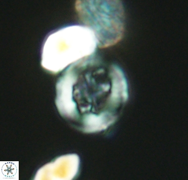 Helenea dikrorhethe 2903
