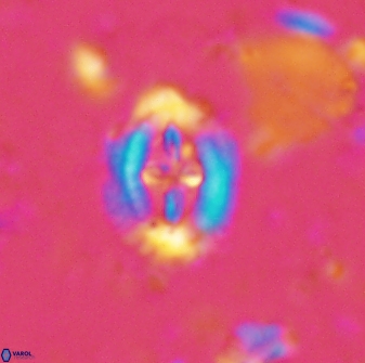 Helenea progonos 33209