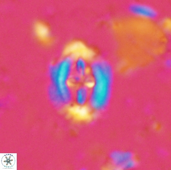 Helenea progonos 33209