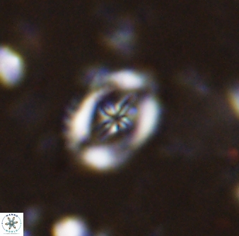 Helenea progonos 33214