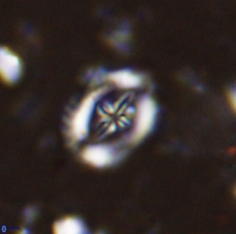 Helenea progonos 33215