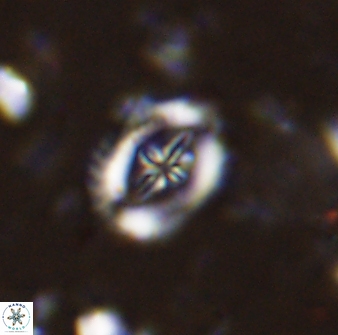 Helenea progonos 33215