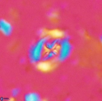 Helenea progonos 33216