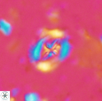 Helenea progonos 33216