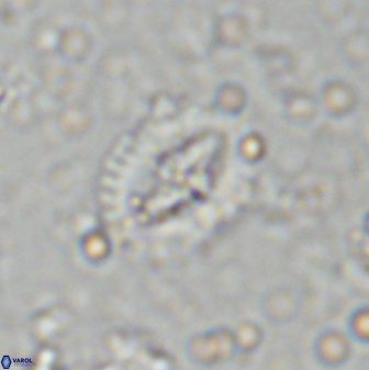 Helenea progonos 33217