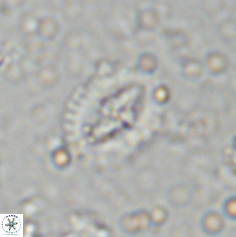 Helenea progonos 33217