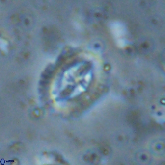 Helenea progonos 33218