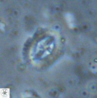 Helenea progonos 33218