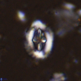 Helenea progonos 33210