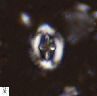 Helenea progonos 33210